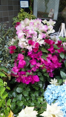 110507_173031 110507_173031.jpg