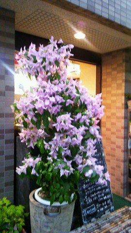 DSC_1005_19 DSC_1005_19.JPG