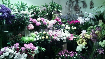 DSC_1262_9 DSC_1262_9.JPG