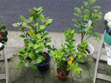 DSC_4986_3 DSC_4986_3.JPG