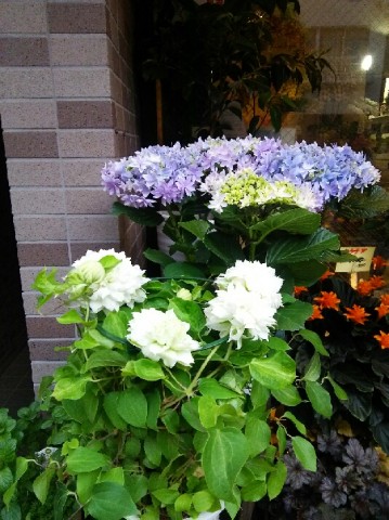 DSC_5012 DSC_5012.JPG