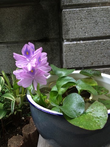 IMG_2108_3 IMG_2108_3.jpg