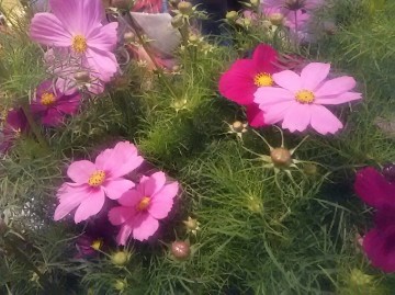 DSC_9113_2 DSC_9113_2.JPG