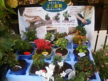 DSC_9118_2 DSC_9118_2.JPG